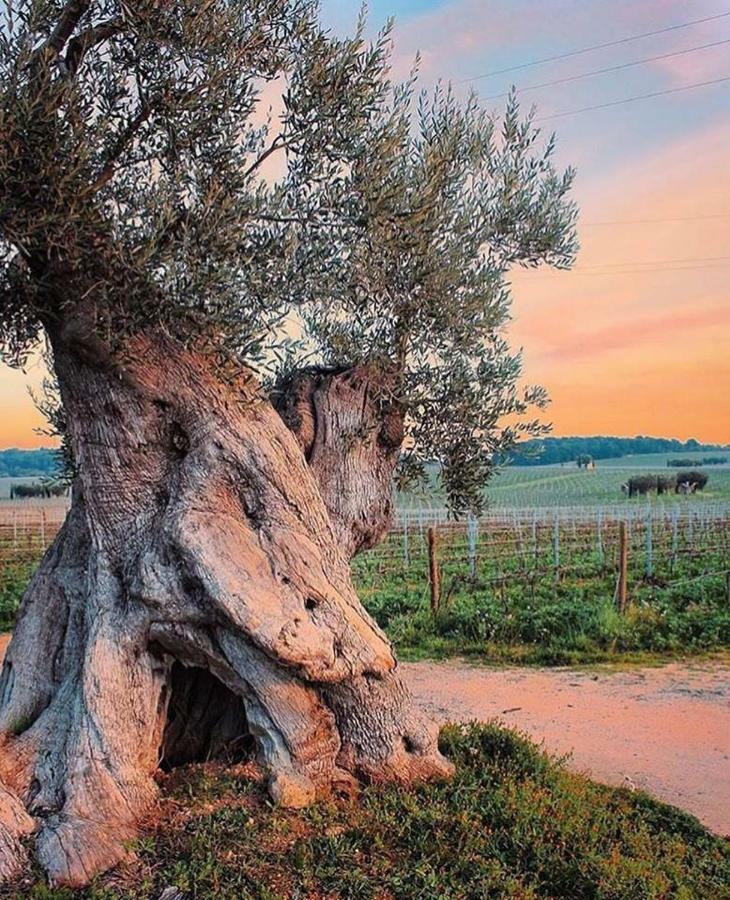 Mansarda Romantica "Il Nido Delle Rondini" Конверсано Екстер'єр фото